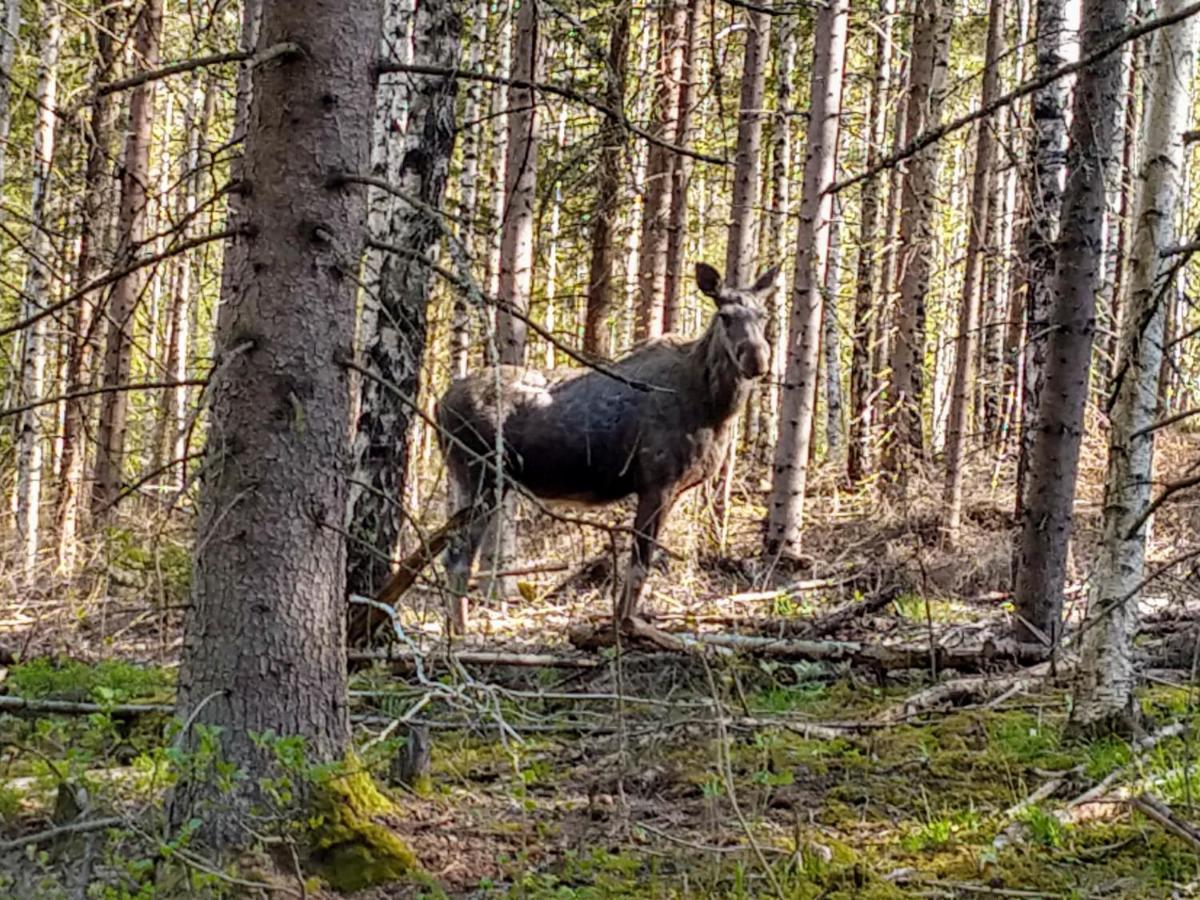 Stuga Glaskogen Glava Exterior foto